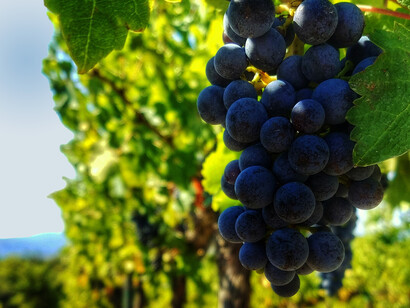 Riconosciuto DOCG dal 1980, il Vino Nobile di Montepulciano è simbolo della grande tradizione enologica toscana