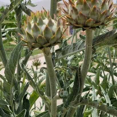 Il cardo coltivato è un ingrediente essenziale in numerose ricette regionali, che ne esaltano il sapore delicatamente amarognolo