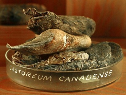 Castereum