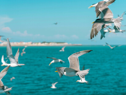 Stormo di gabbiani in volo sul mare