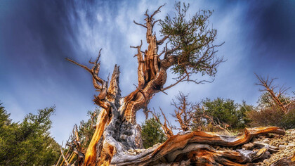 The bristlecone pine tree in California is over 5,000 years old and the oldest tree; The forests we cut down are members of the oldest living community on the planet