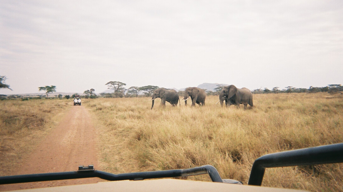 Tanzanie. Il y a des voyages qui sont un bain de liberté, à cause de l'immensité des lieux, de l'indescriptible et de l'impossible à faire disparaître
