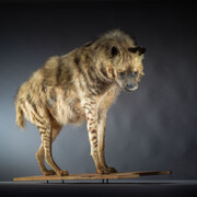 Specimen of a naturalised hyena, Organic matter, Lille, musée d’histoire naturelle © Musée du Louvre-Lens (musée d’histoire naturelle de Lille) / Jean-Cristophe Hecquet