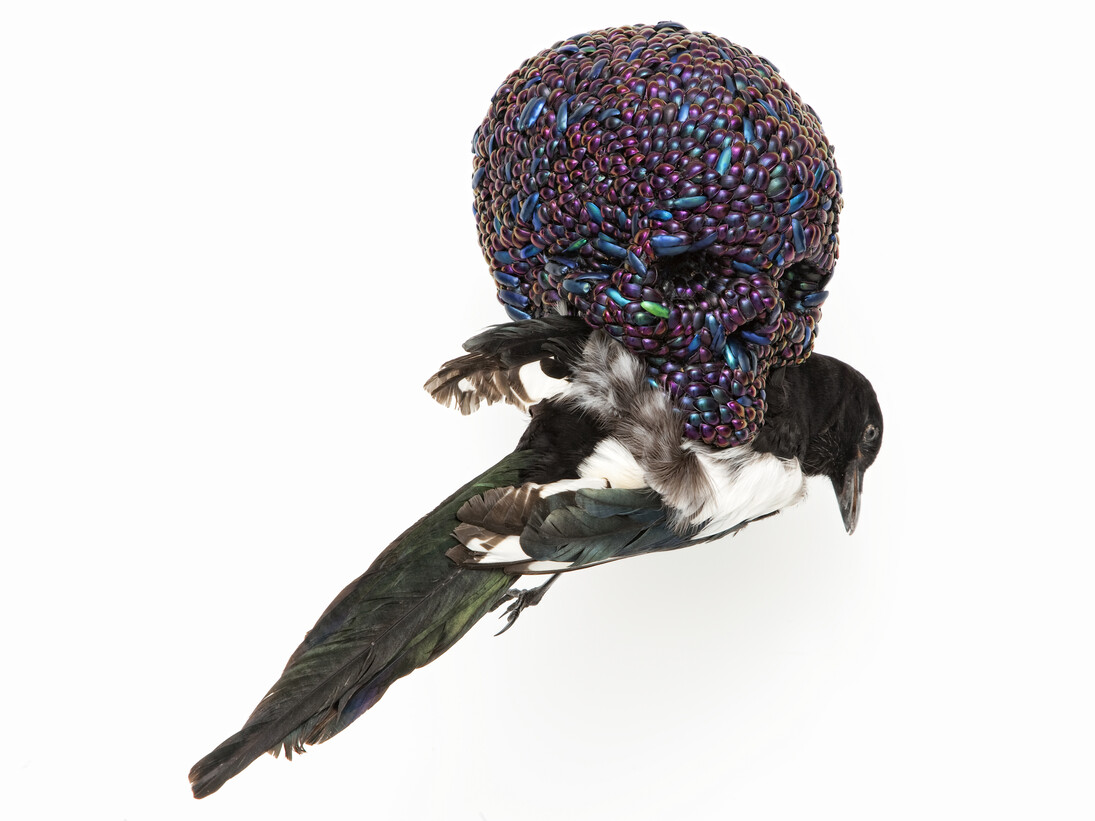 Jan Fabre, Skull with Magpie, 2001, mixture of jewel beetle wing-cases, polymers, stuffed bird, 39 x 23 x 34cm. Photo Claudio Abate, courtesy the artist and Ronchini Gallery