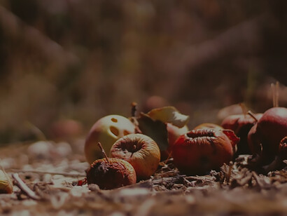 Depiction of decaying fruits left on soil highlights the impact of food loss