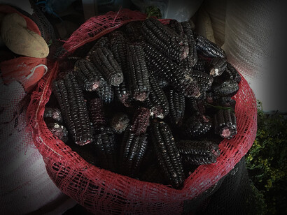 El maíz morado posee gran conexión con la historia y tradición del Perú. La presencia del grano andino en la región se remonta a miles de años