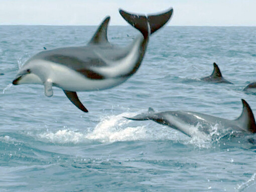 Dolphins