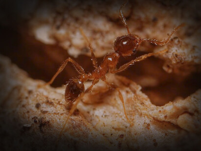 Hormiga leona, incluida en la lista 100 de las especies exóticas invasoras más dañinas del mundo