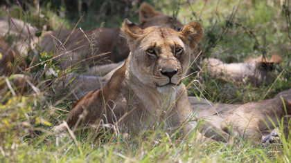 En 1898, dos leones asaltaron un campamento de trabajadores de la construcción de puentes en el río Tsavo (Kenia), devorando al menos a 28 personas hasta que John Patterson, el ingeniero que dirigía el proyecto, les disparó. Masai Mara National Park, Valle Great Rift, Kenia