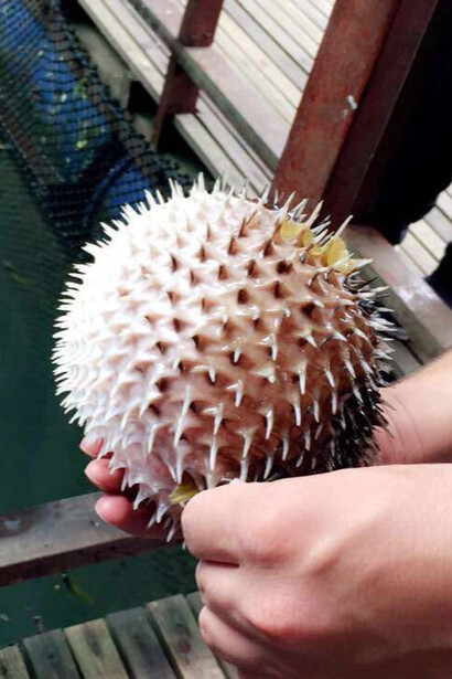 Pesce palla