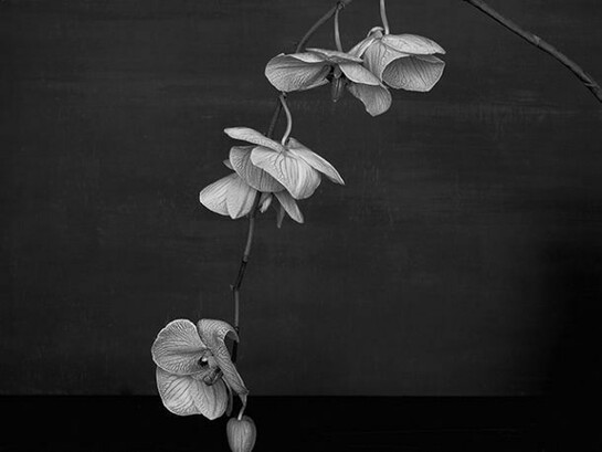 Sarah Jones, Cabinet (XI) (Orchid), 2014,
framed c-type print from black and white negative, unframed: 60 x 48 cm - 23 5/8 x 18 7/8 inches, Copyright the artist. Courtesy Maureen Paley, London