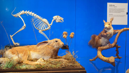 Fauna del Parque Nacional de la Sierra de Guadarrama. Courtesy of Museo Nacional de Ciencias Naturales