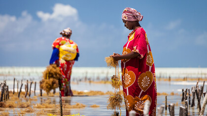 Harvesting seaweed by hand at low tide in Jambiani, a village in Unguja, Tanzania