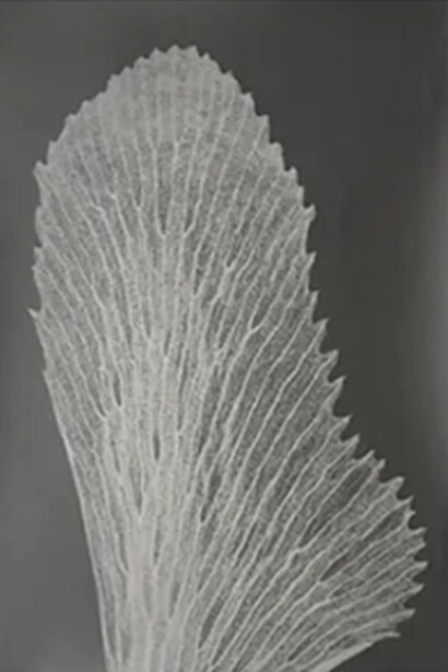 Houda Kabbaj, Poussière de lumière #2, 2018. Courtesy of MCC Gallery