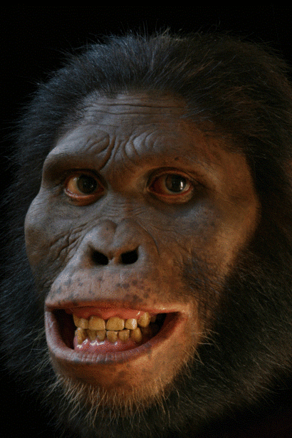 Australopithecus Africanus