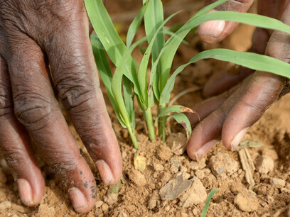 Vulnerability of African agriculture 