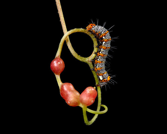 New England Caterpillars. Courtesy of Museum of Science