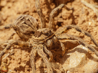 Lycosa tarentula fasciventris