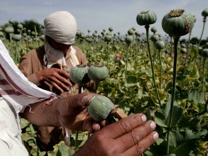 The production of opium in Afghanistan 