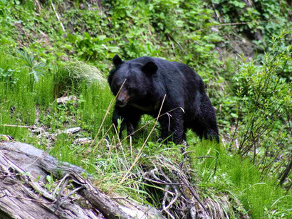 Black bear