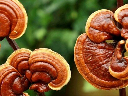 Lingzhi is a polypore fungus native to East Asia belonging to the genus Ganoderma