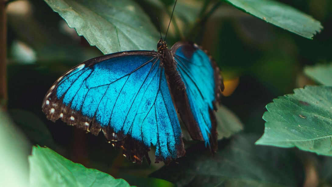Esemplare di Menelaus Blue Morpho