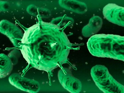 Bacterias