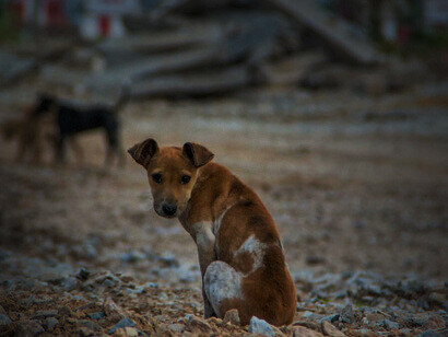 Um cachorinho olha desconfiado e esperançoso para o fotógrafo