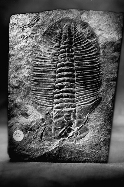 Paleontology. Courtesy of Royal BC Museum