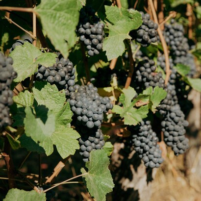 L’Aglianico del Vulture accompagna alla perfezione piatti ricchi e saporiti come carni rosse, selvaggina e formaggi stagionati