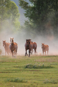 Ecological Ranching in California