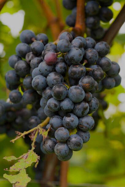 Oseleta is a rare, native red grape variety originating from the Valpolicella area in Italy’s Veneto region