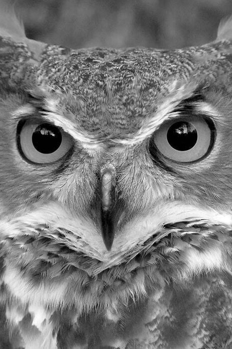 Una subespecie de mochuelo o pequeña lechuza lleva el nombre «Athene noctua lilith»