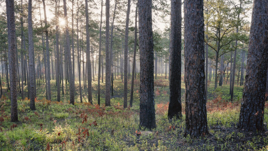 The Pines. Courtesy of Southeast Museum of Photography
