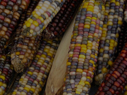 La domesticación del maíz se inició hace 9 mil años aproximadamente en el eje neovolcánico de México