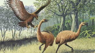 Un'aquila gigante attacca due Genyornis newtoni