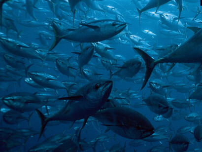 Fish swimming in the deep. The ‘law of the sea’, is the UN's legal framework for all marine and maritime activities; contains special provisions for the protection of the marine environment, obligating all nations to collaborate