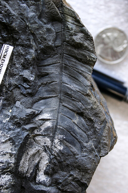 Paleontology. Courtesy of Royal BC Museum