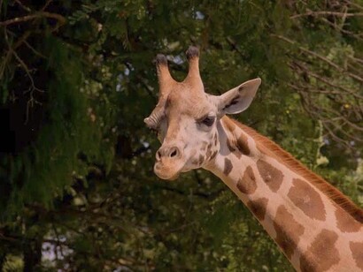 La giraffa ha un ruolo importantissimo nel mantenimento dell’ecosistema in cui vive, in Africa