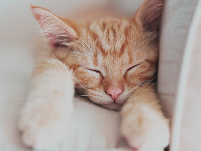 Kama es la apreciación de la vida, de lo mundano, en todos sus sabores y colores. Es lo sabroso, lo que huele, se oye, se toca, se ve bien en la experiencia humana