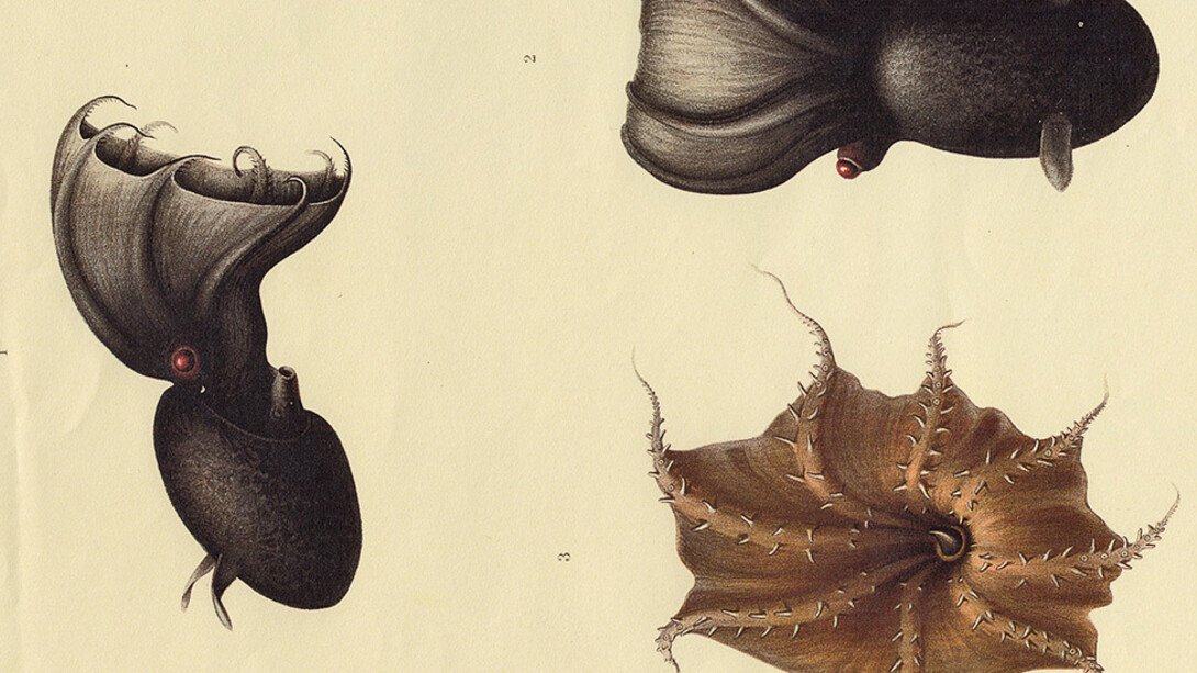 Molluscs. Courtesy of Museum für Naturkunde