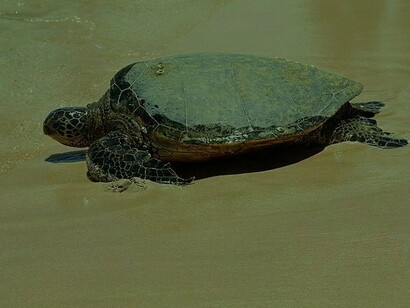 Tartaruga-verde (Chelonia mydas)