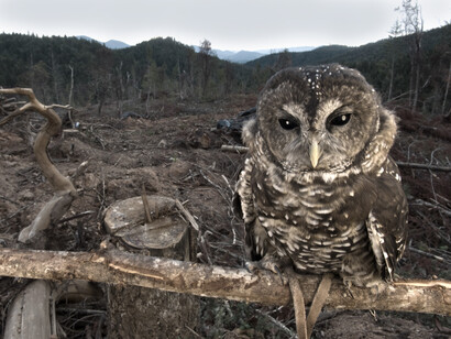Ejemplo de la dstrucción de los hábitats naturales por la explotación humana