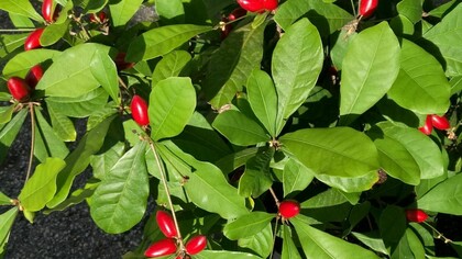 Miraclefruit, contiene miracolina che agisce sui recettori del gusto