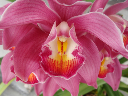 Orquídea rosa, usada para reducir al otro