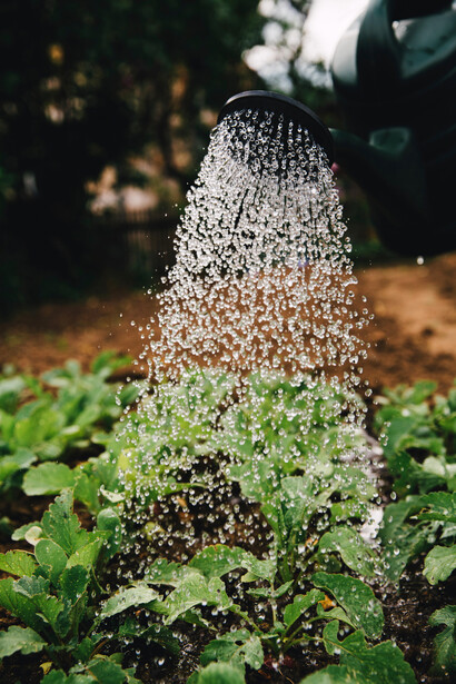 Jardinero regando las plantas