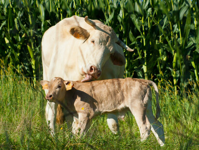 Bucólica estampa en Pou