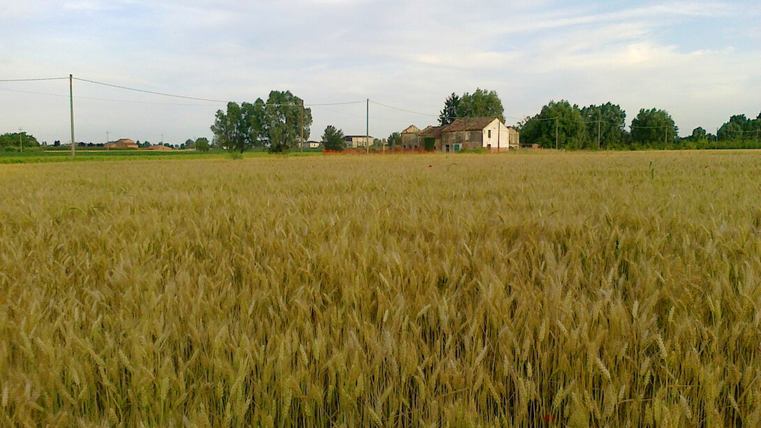 Monocoltura senza siepi e fossi
