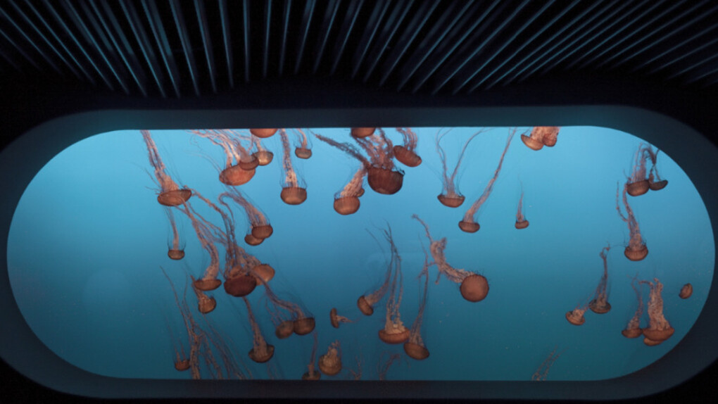 Sleep with the Fishes. Courtesy of Robert Mann Gallery