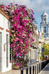 Bursting with life and colour, the streets of Santo Domingo, in the Dominican Republic, bloom with the vibrant hues of tropical flowers, creating a picturesque backdrop for exploration, amidst the cobblestone pathways, nature intertwines with history, inviting travellers to immerse themselves in the beauty of the Caribbean